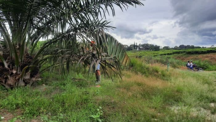 kebun_teh_beralih_jadi_sawit_warga_sidamanik_keluhkan_air_bersih_dan_cemas_banjir