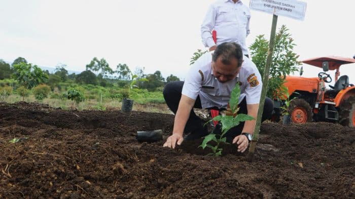 kopi_premium_mulai_ditanam_di_lahan_parbuluan_dairi