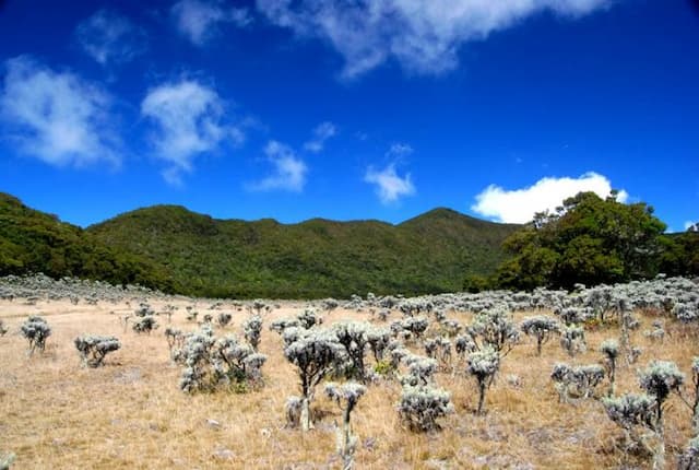 pendakian_gunung_gede_pangrango_ditutup_hingga_31_agustus_2026