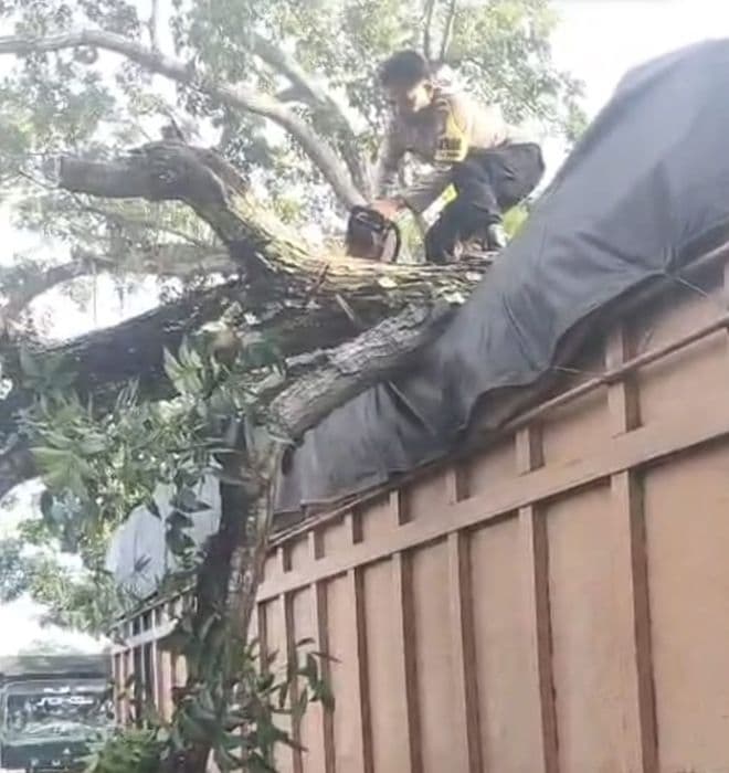viral_di_media_sosial_aksi_polisi_tanjung_pura_evakuasi_truk_tertimpa_pohon_tumbang_