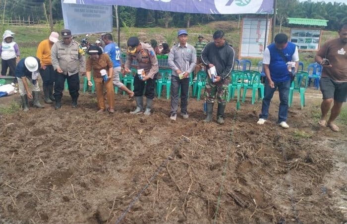 polres_simalungun_tanam_jagung_di_lahan_108_hektare_ptpn_iv_dorong_ketahanan_pangan