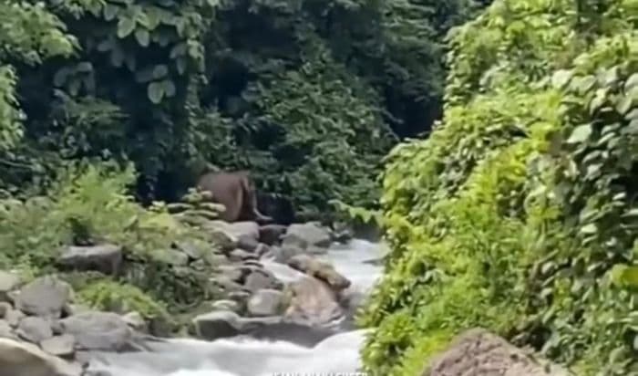 tim_mitigasi_gabungan_temukan_gajah_sumatera_liar_di_hulu_sungai_bohorok_bukit_lawang