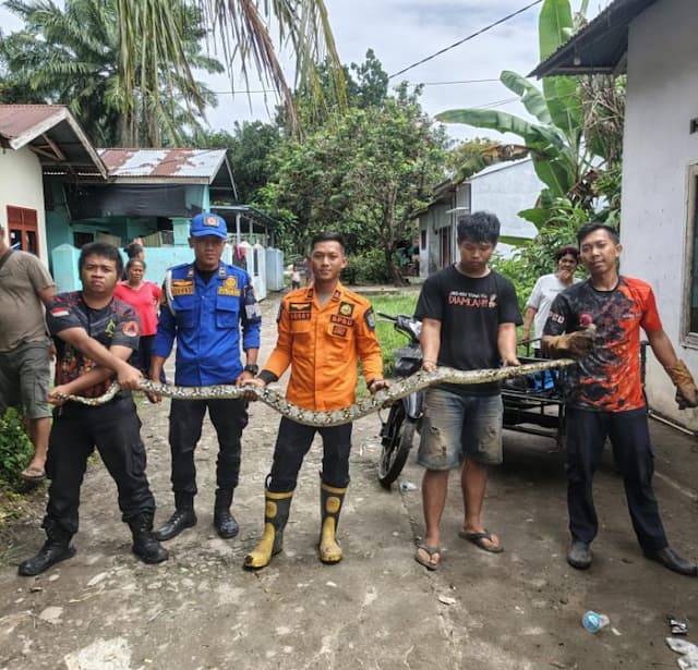 ular_sepanjang_tiga_meter_ditemukan_di_binjai_selatan