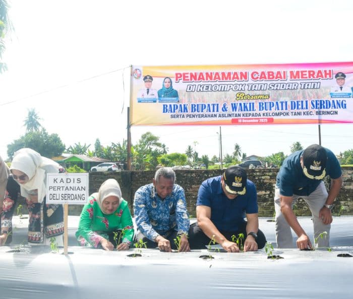 bupati_asri_ludin_tambunan_dukung_petani_cabai_garap_lahan_8_hektare_di_deli_serdang
