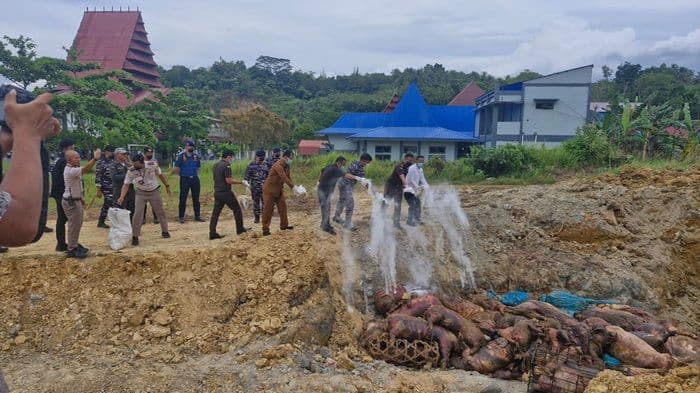 badan_karantina_sumut_musnahkan_227_babi_ilegal_di_nias