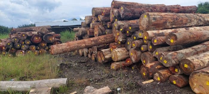 dinas_lhk_sumut_surati_pt_gruti_terkait_ribuan_kayu_bulat_dari_hutan_parbuluan