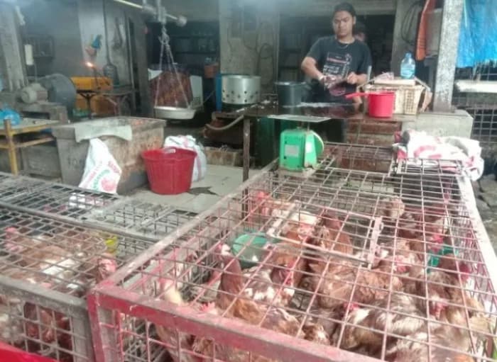 minim_pasokan_harga_ayam_potong_di_toba_naik_jelang_lebaran