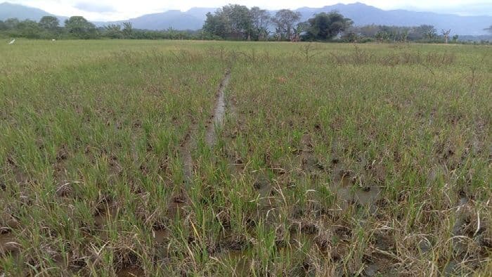 petani_di_toba_gagal_panen_usai_terapkan_pola_tanam_dua_kali