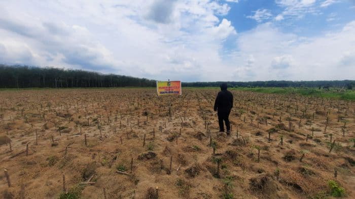 lahan_eks_hgu_tapian_dolok_disewakan_oknum_dprd_itu_ilegal_