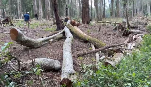 polisi_segera_minta_keterangan_ahli_terkait_penyelidikan_pembalakan_liar_hutan_repa
