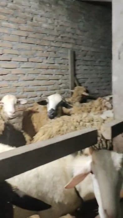 jelang_idul_adha_1447_h_penjualan_kambing_kurban_di_hamparan_perak_mulai_ramai