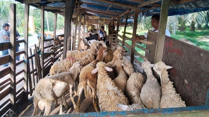jelang_idul_adha_2026_di_sergai_penjualan_kambing_turun_drastis_meski_harga_justru_naik