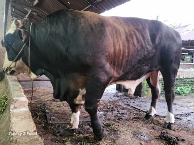 prabowo_sumbang_sapi_kurban_jumbo_ke_pematangsiantar_pemeriksaan_hewan_ternak_diperketat