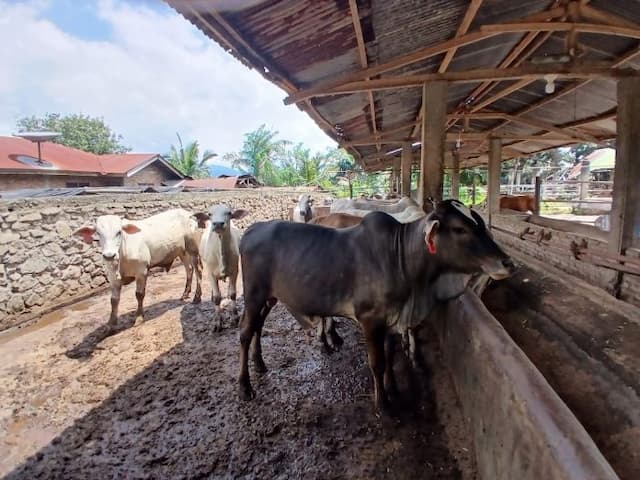 rupiah_melemah_penjualan_sapi_kurban_di_siantar_lesu_dan_harganya_merangkak_naik
