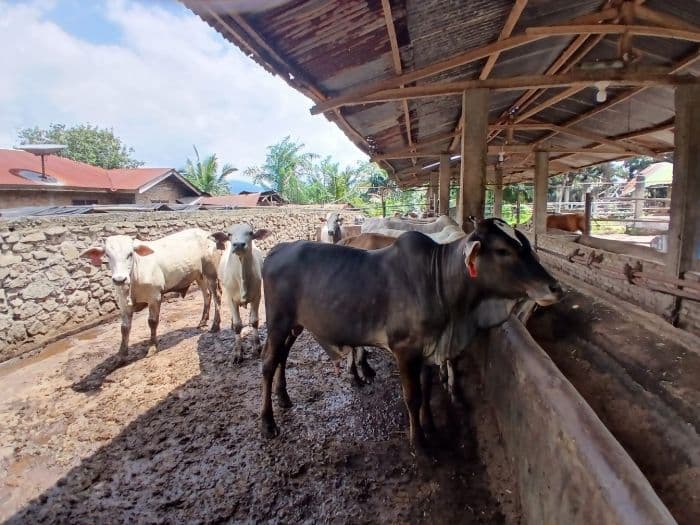 rupiah_melemah_penjualan_sapi_kurban_di_siantar_lesu_dan_harganya_merangkak_naik