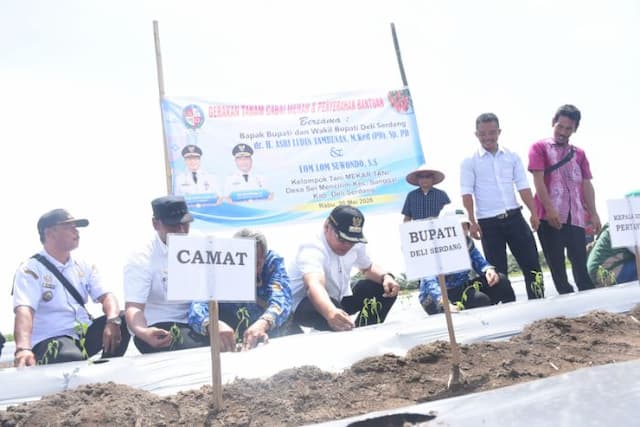 tanam_cabai_di_sunggal_bupati_asri_ludin_tambunan_instruksikan_normalisasi_saluran_air