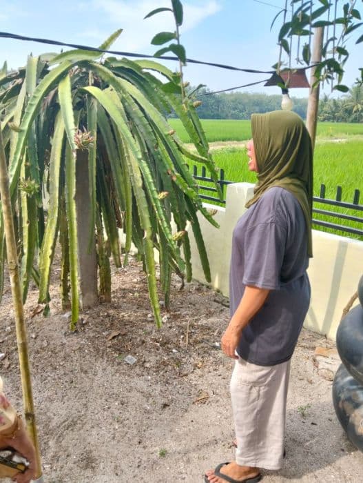 beralih_dari_sawah_ke_buah_naga_warga_pegajahan_raih_pendapatan_hingga_rp15_juta_per_bulan