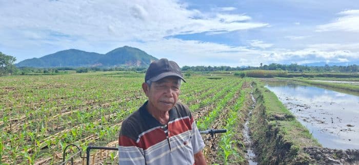 lebih_menguntungkan_petani_sawah_di_dairi_ramairamai_alih_fungsi_lahan_ke_jagung