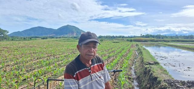 lebih_menguntungkan_petani_sawah_di_dairi_ramairamai_alih_fungsi_lahan_ke_jagung