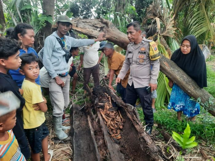 kasus_temuan_kerangka_manusia_di_dalam_pohon_aren_di_sergai_jalan_ditempat