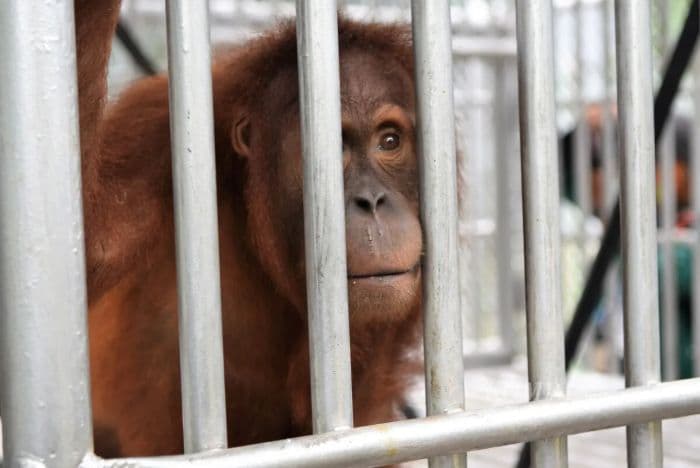 oic_perdagangan_orangutan_masih_marak_hingga_lintas_negara