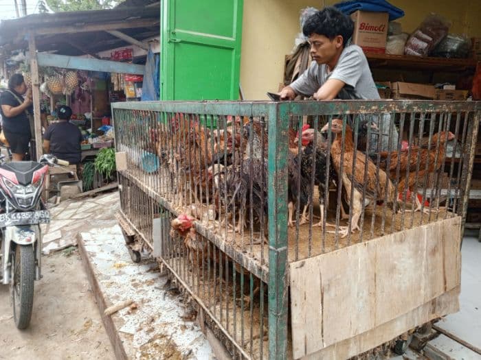pasokan_terbatas_harga_ayam_potong_di_toba_naik_rp15000_per_kg