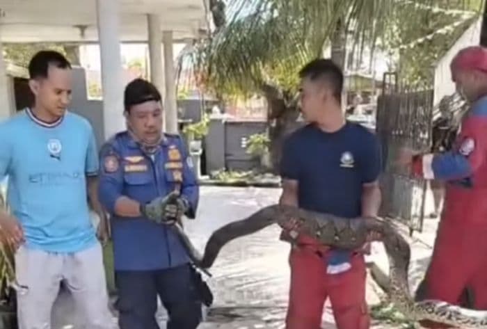 ular_piton_besar_bersarang_di_rumah_warga_tanjung_morawa_ayam_peliharaan_sering_hilang