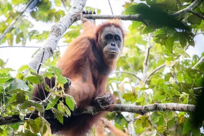 walhi_soroti_risiko_offset_biodiversitas_ptar_terhadap_habitat_orangutan_tapanuli