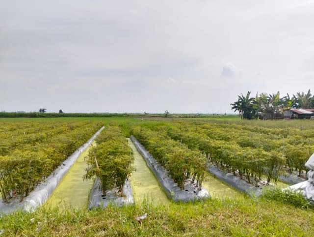 harga_cabai_merah_anjlok_petani_di_beringin_dan_pantai_labu_mengeluh