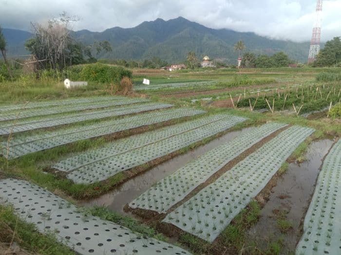 petani_bawang_merah_di_porsea_keluhkan_hujan_sepekan_berturutturut