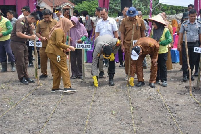 dukung_swasembada_pangan_pemkab_labusel_tanam_jagung_32_hektar