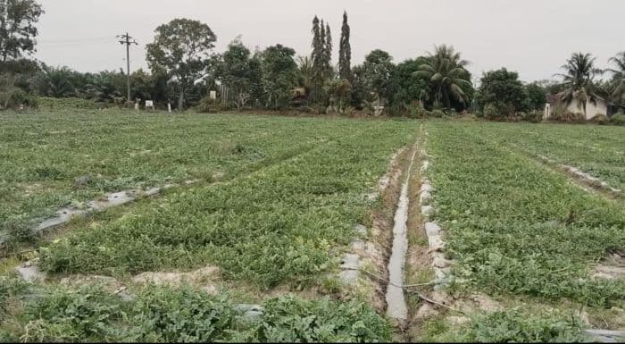 gawat_areal_ptpn_iv_kebun_adolina_di_sergai_beralih_fungsi_tanaman_buah