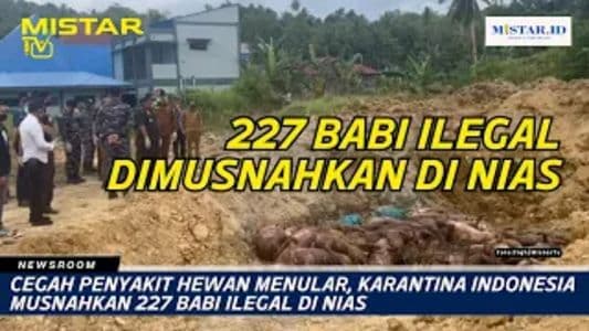 newsroom_cegah_penyakit_hewan_menular_karantina_indonesia_musnahkan_227_babi_ilegal_di_nias