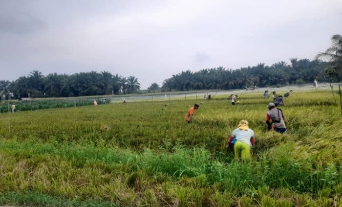 gabah_dijual_di_bawah_hpp_petani_minta_bulog_turunkan_satgas_