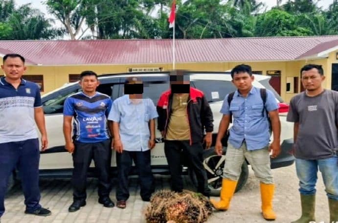 kejarkejaran_15_km_dua_pencuri_sawit_pakai_toyota_rush_dibekuk_di_batu_bara