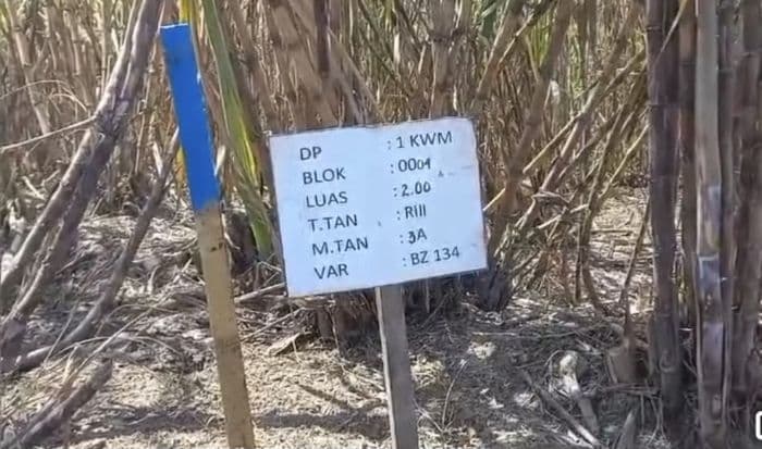 penjelasan_manajer_kebun_kwala_madu_soal_tebu_stunting_dan_larangan_pencari_rumput