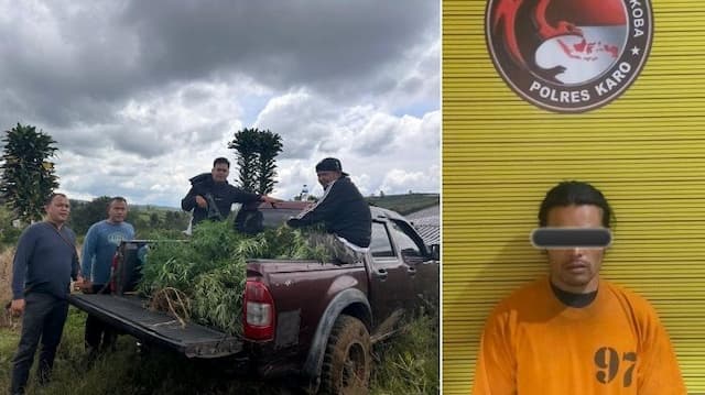 petani_cabai_di_karo_ternyata_tanam_ganja_polisi_sita_8_batang_seberat_88_kg