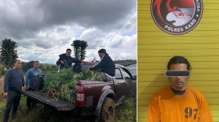 petani_cabai_di_karo_ternyata_tanam_ganja_polisi_sita_8_batang_seberat_88_kg
