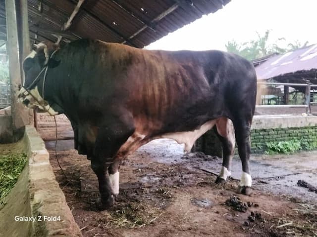 sapi_limosin_906_kg_dari_peternak_lokal_siantar_jadi_hewan_kurban_presiden_prabowo