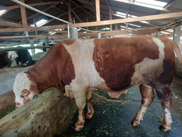 simalungun_terima_sapi_kurban_presiden_prabowo_bobotnya_capai_831_kilogram