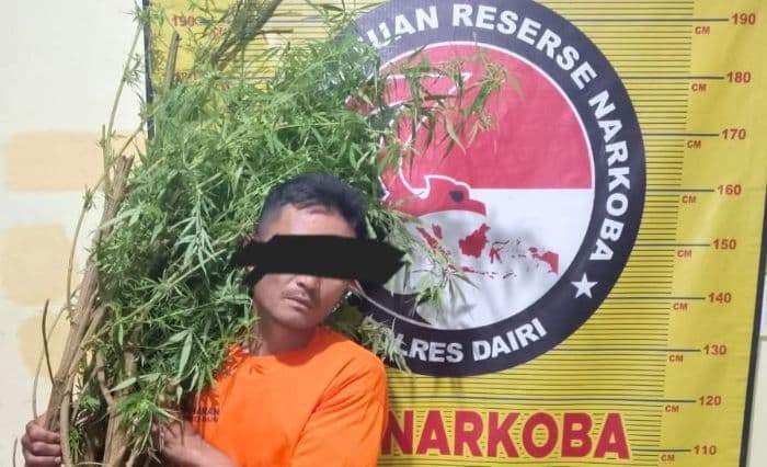 tanam_ganja_di_ladangnya_duda_asal_dairi_dibekuk_polisi