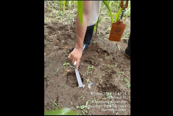 warga_sipahutar_temukan_jejak_diduga_harimau_sumatera_bbksda_turun_tangan_pasang_kamera_trap