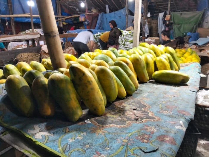 pepaya_california_hingga_kambing_jadi_andalan_petani_di_desa_baja_ronggi_sergai