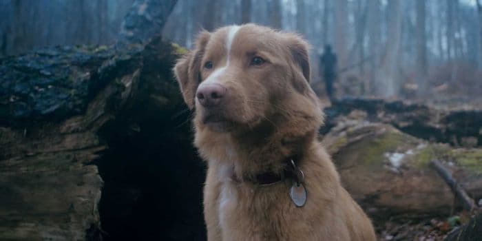 good_boy_2025_film_horor_dibintangi_anjing_indy_tayang_oktober
