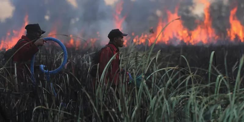 14167_prajurit_tni_dikerahkan_tangani_karhutla_di_berbagai_daerah