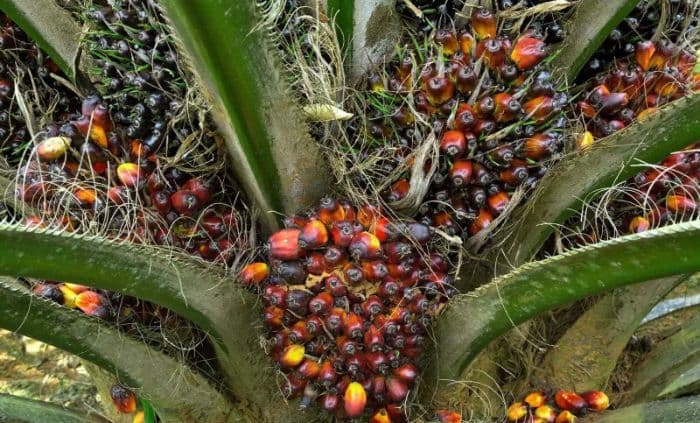 harga_cpo_berpeluang_tembus_5000_ringgit_per_ton_ini_faktor_pendorongnya