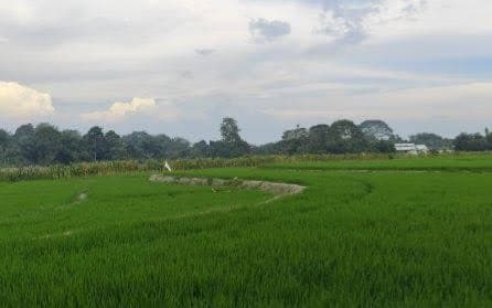 lahan_sawah_pematangsiantar_aman_dari_hama_produktivitas_capai_7_ton_per_hektare