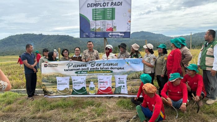 panen_demplot_padi_di_dairi_tembus_123_ton_per_hektare_minat_petani_kembali_tumbuh