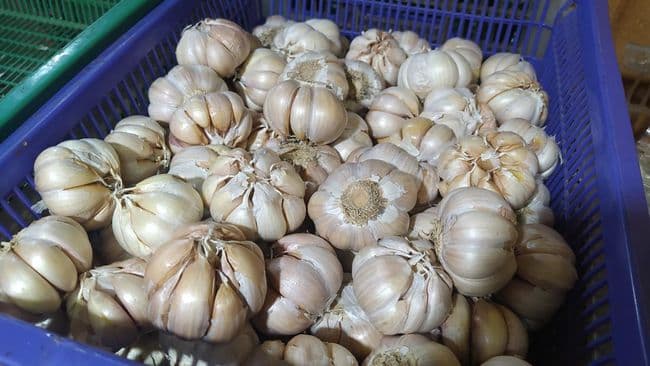 ptpn_group_kembangkan_10000_hektare_bawang_putih