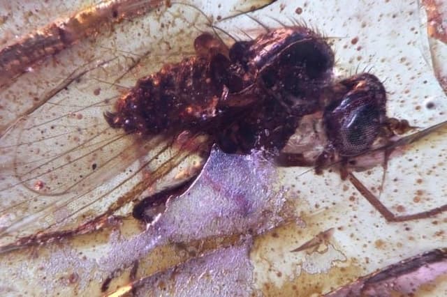 ilmuwan_temukan_serangga_purba_terawetkan_dalam_amber_di_ekuador